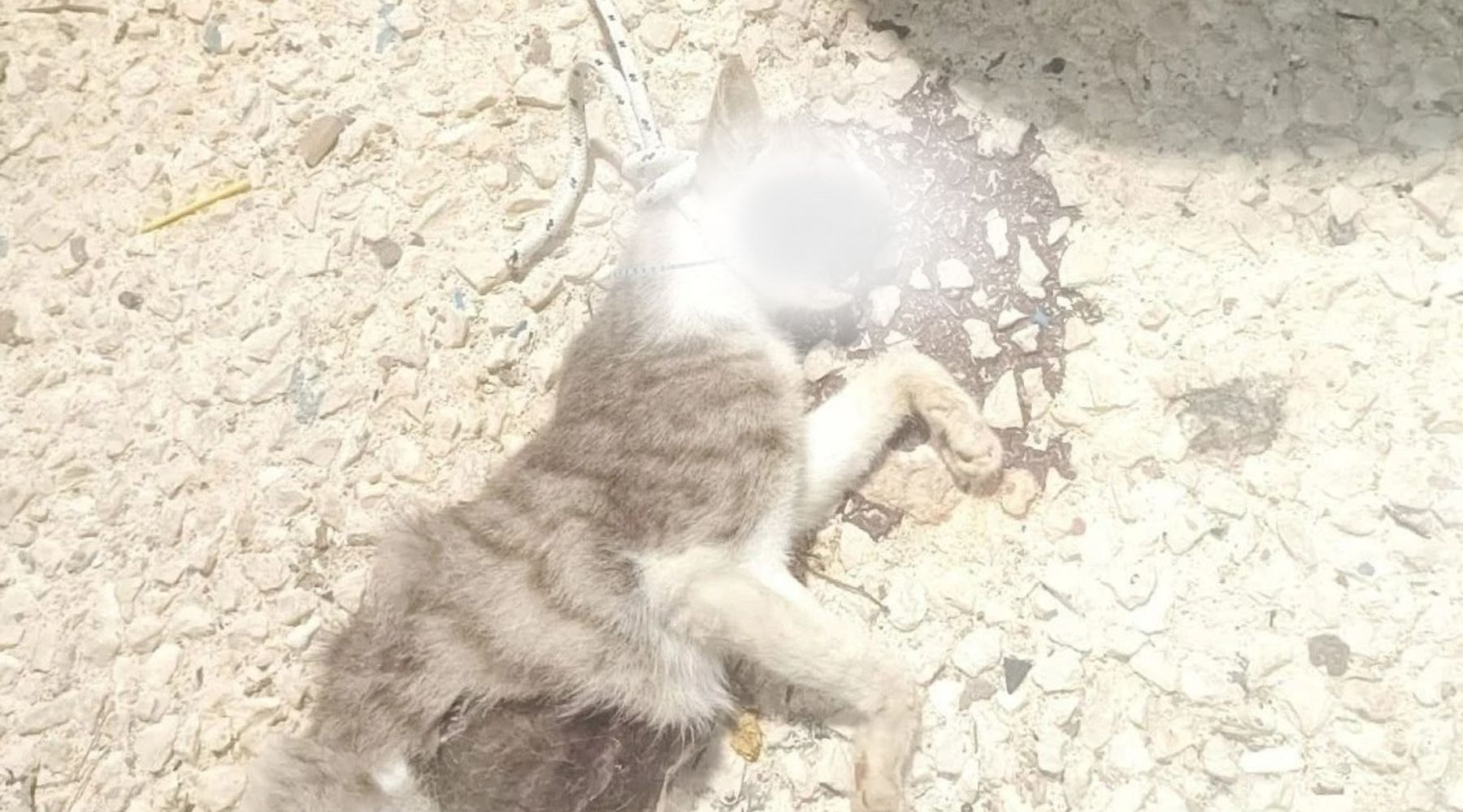 Favignana: macabra scoperta al porto, gattina trovata impiccata