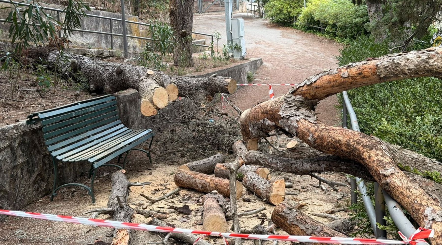 Valderice: crolla un albero nella Pineta, interrogazione dell'opposizione sulla sicurezza del verde