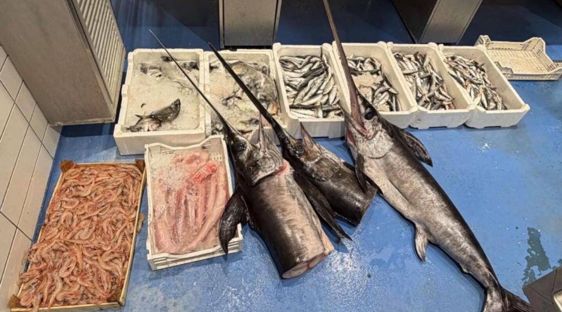 Trapani: controlli della Guardia Costiera sulla filiera della pesca, sequestrato oltre un quintale di pesce e multe per 6 mila euro