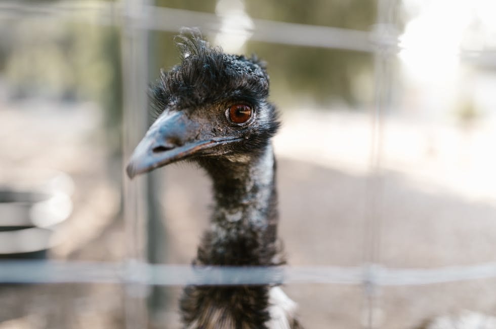 Fattoria Ortovo di Alcamo, paradiso degli animali. Nuovo arrivato un Emù