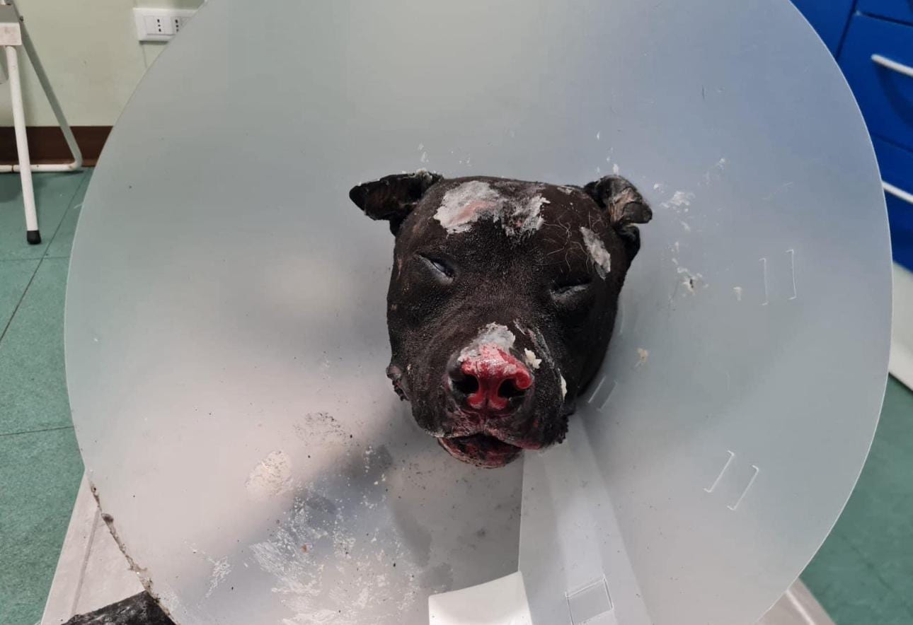Pitbull bruciato vivo a Palermo, denunciato un uomo. Interviene associazione animalista alcamese