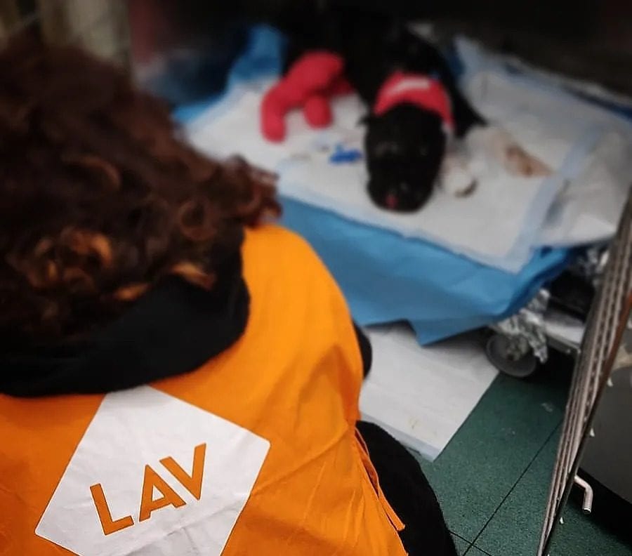 Morto Aron, il pittbull bruciato vivo a Palermo dal suo padrone