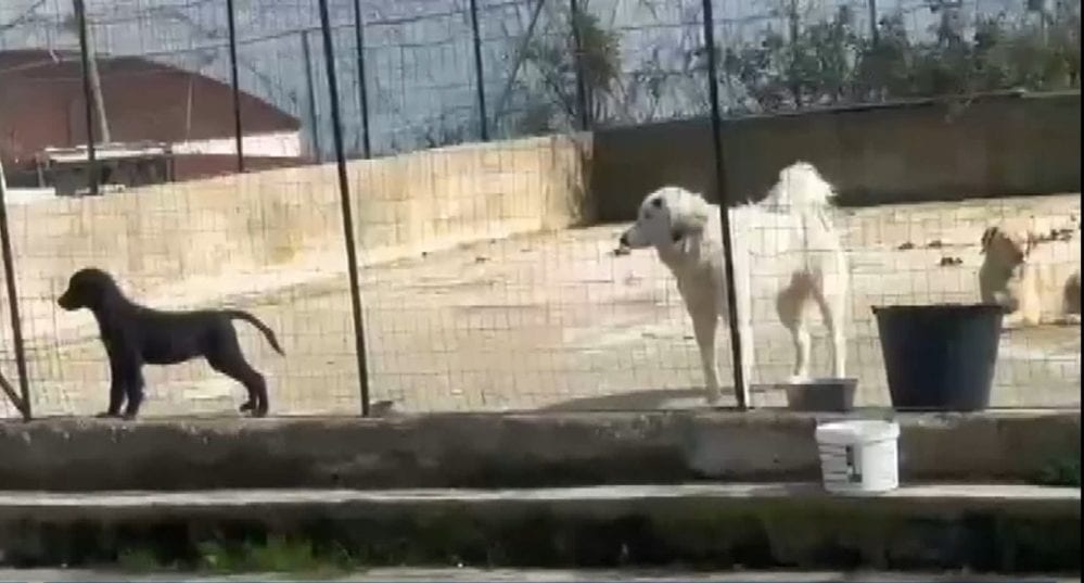 Rifugio sanitario per cani di Alcamo, reti arrugginite e sporcizia. Denuncia ai carabinieri