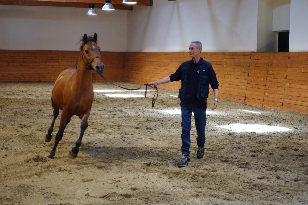 Cavallo siciliano, ‘razza a diffusione limitata’. Riconoscimento dal ministero