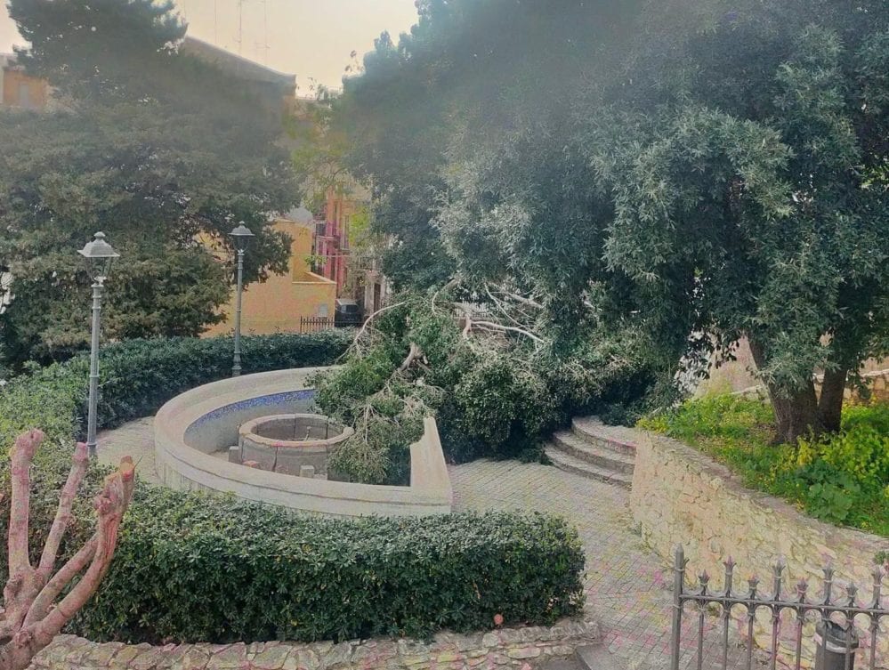 Forte vento abbatte rami del secolare ficus di villa Margherita a Castellammare, immediata la rimozione