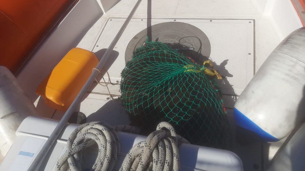Trovati e rigettati in mare, a Levanzo ‘salvati’ oltre 150 ricci