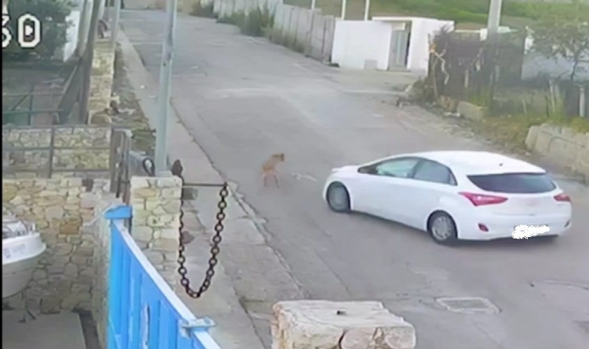 Identificato l’uomo che ha investito ucciso un cane ad Alcamo, si tratta di un pensionato di 70 anni