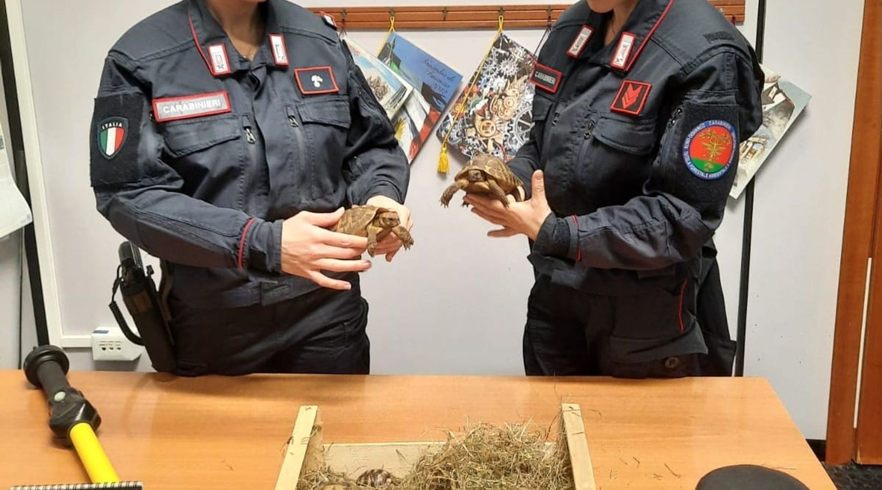 Tenta di vendere tartarughe di specie protetta sul web, denunciato ericino