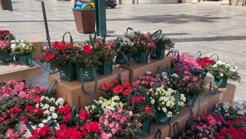 Lotta contro il cancro, volontarie in piazza ciullo ad Alcamo (Interviste)