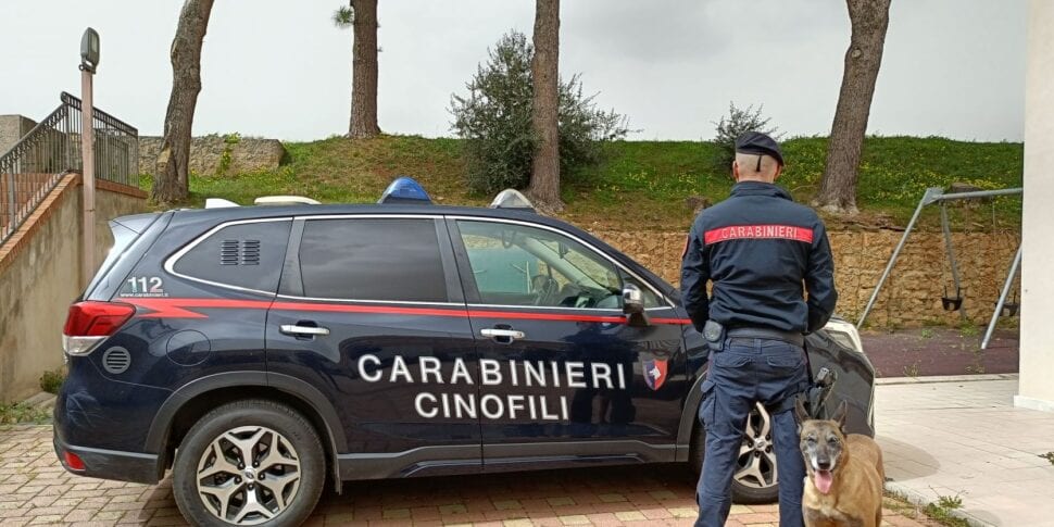 Canile abusivo a Montelepre, 22 i cani trovati. Animali in ottime condizioni