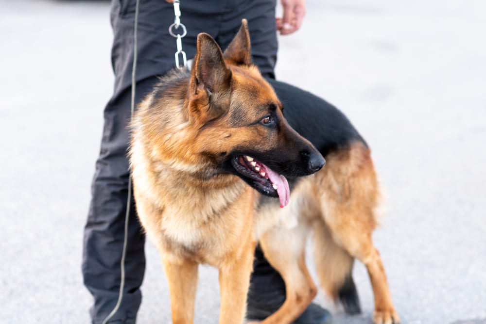 Spaccio nel centro storico di Alcamo, il fiuto di un cane poliziotto inchioda nigeriano