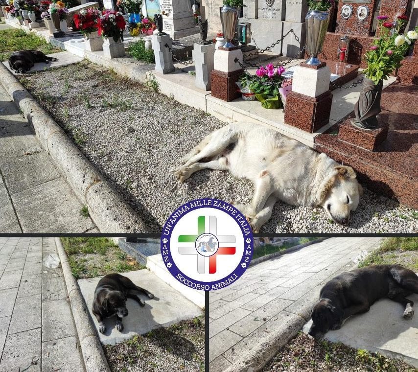 Cani randagi al cimitero di Alcamo, appello della Società cattolica operaia al sindaco