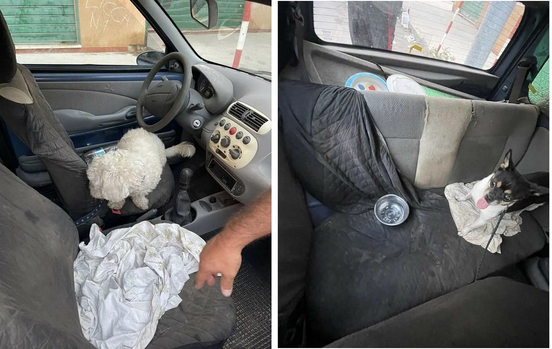 Guardie zoofile dell’Oipa salvano due cani, rinchiusi in auto a Palermo senza acqua