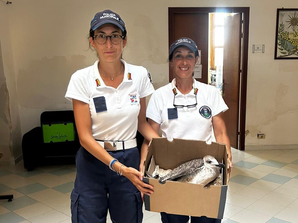 Controlli nell’Area Marina Protetta delle Isole Egadi, salvato gabbiano