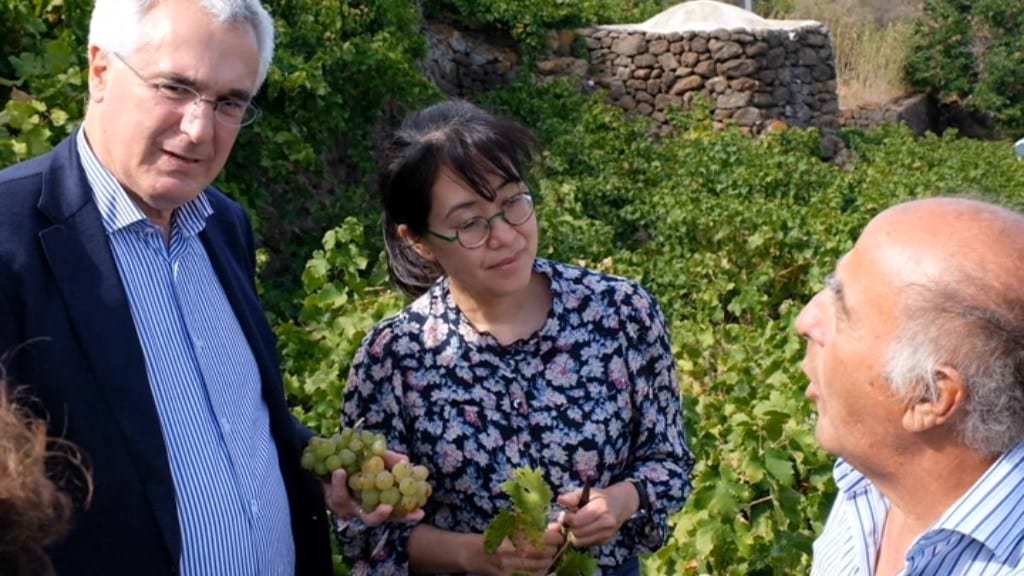 ‘Vite ad alberello’ di Pantelleria, festeggiato decennale inserimento nei patrimoni UNESCO (Interviste)