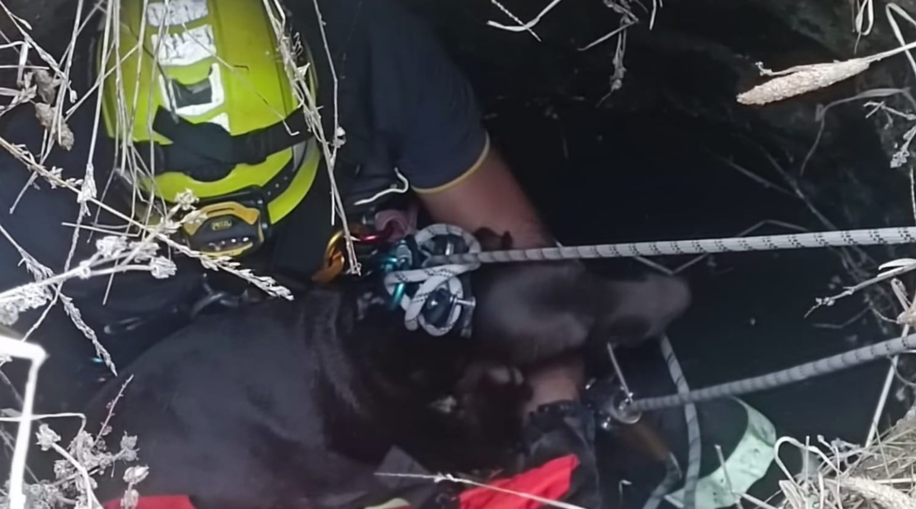 Segesta. Cane finisce in pozzo abbandonato. Salvato e riaffidato al proprietario