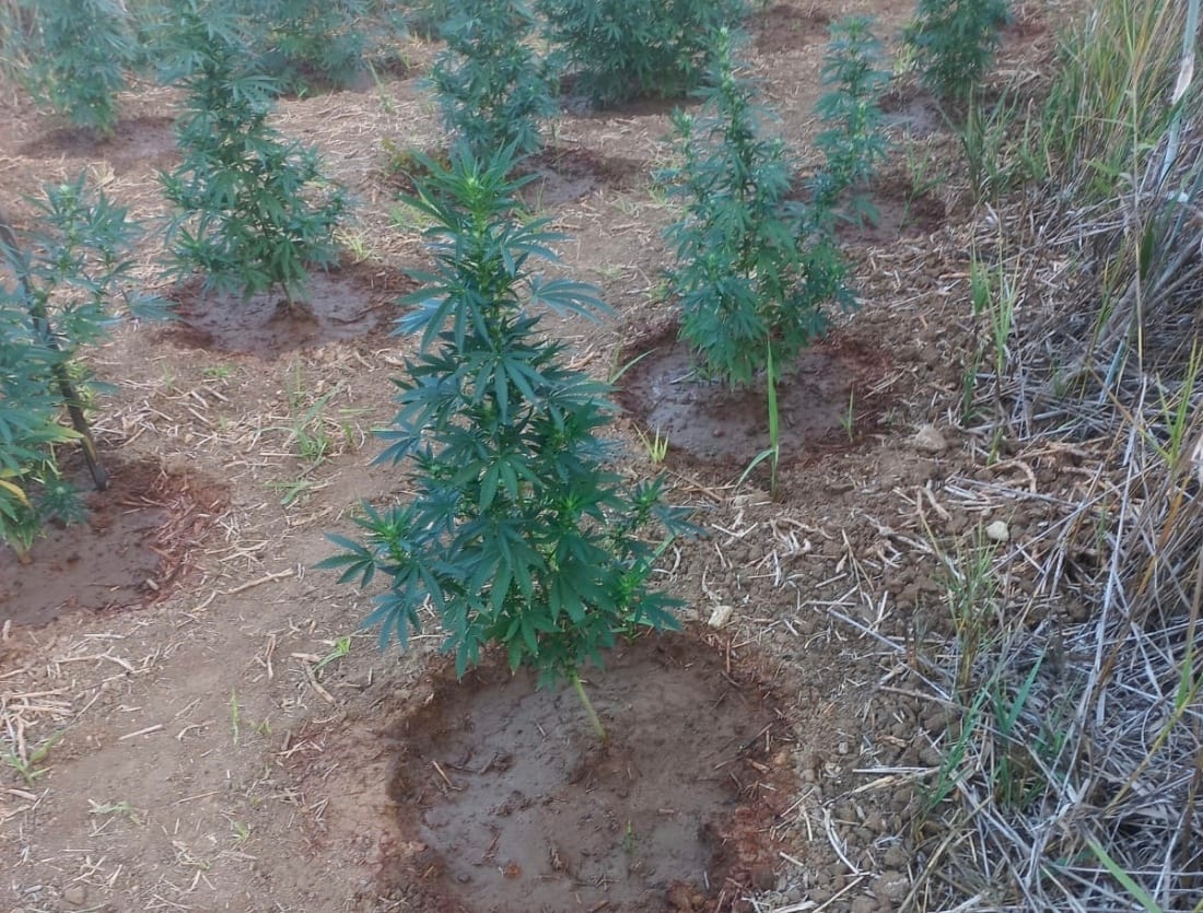 250 piante di canapa scoperte in zona impervia di Partinico. Arrestato 53enne