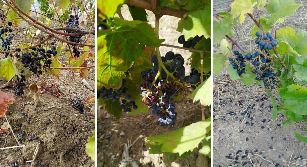 Cinghiali in massa mangiano le uve, imprenditore del palermitano denuncia Regione