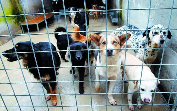 Basket e impresa, solidarietà’ verso cani. Donati 3.747 pasti