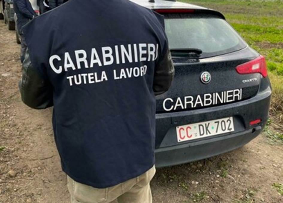 Controlli nel settore olivicolo in provincia di Trapani, elevate sanzioni