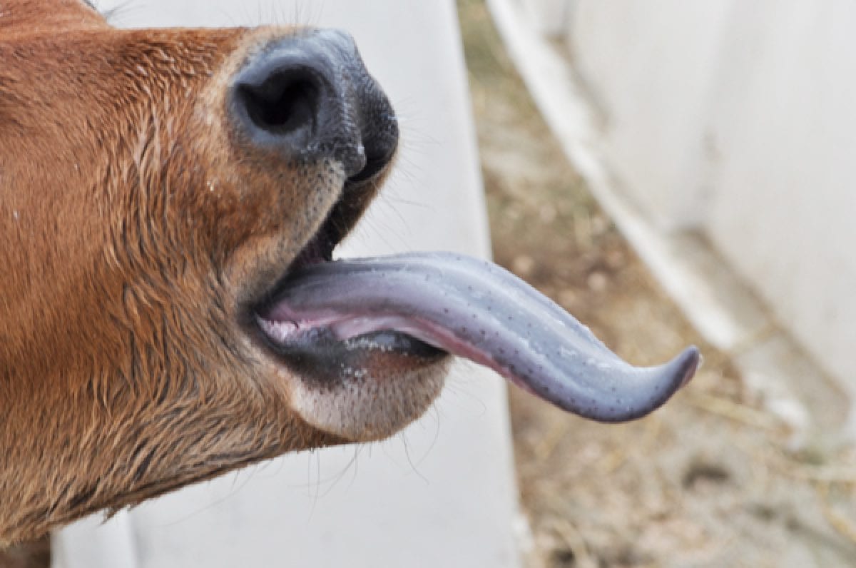 ‘Blu tongue’in provincia di Trapani, pochissimi casi e nessuna mortalità. Due focolai in un solo distretto