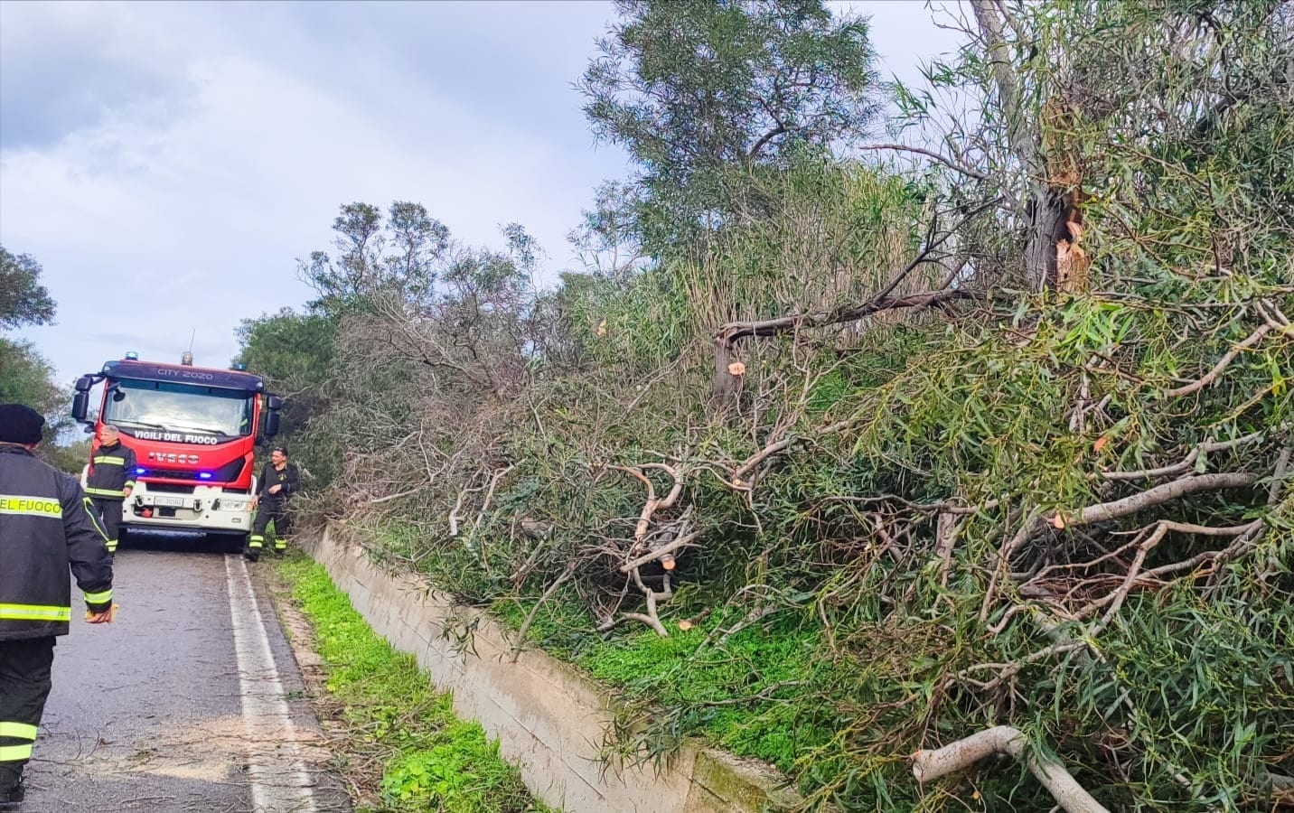 Alcamo, alberi pericolanti lungo bretella autostradale. VVF al lavoro per oltre 3 ore