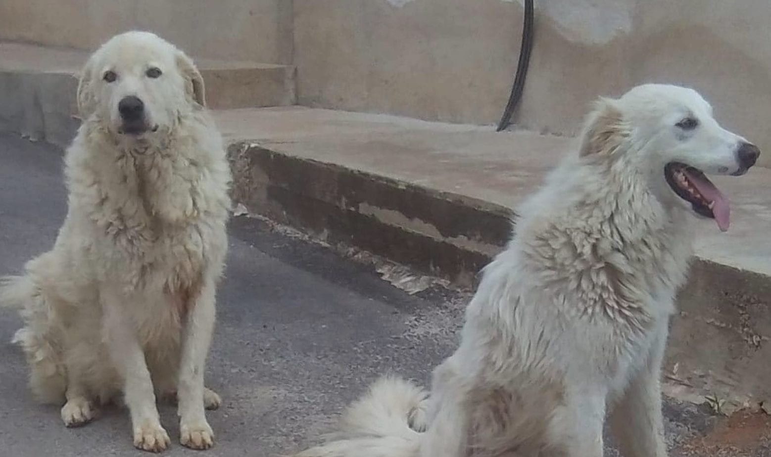 Mazara del Vallo, cani di quartiere uccisi e sviziati. Pronto atro esposto della AIDAA