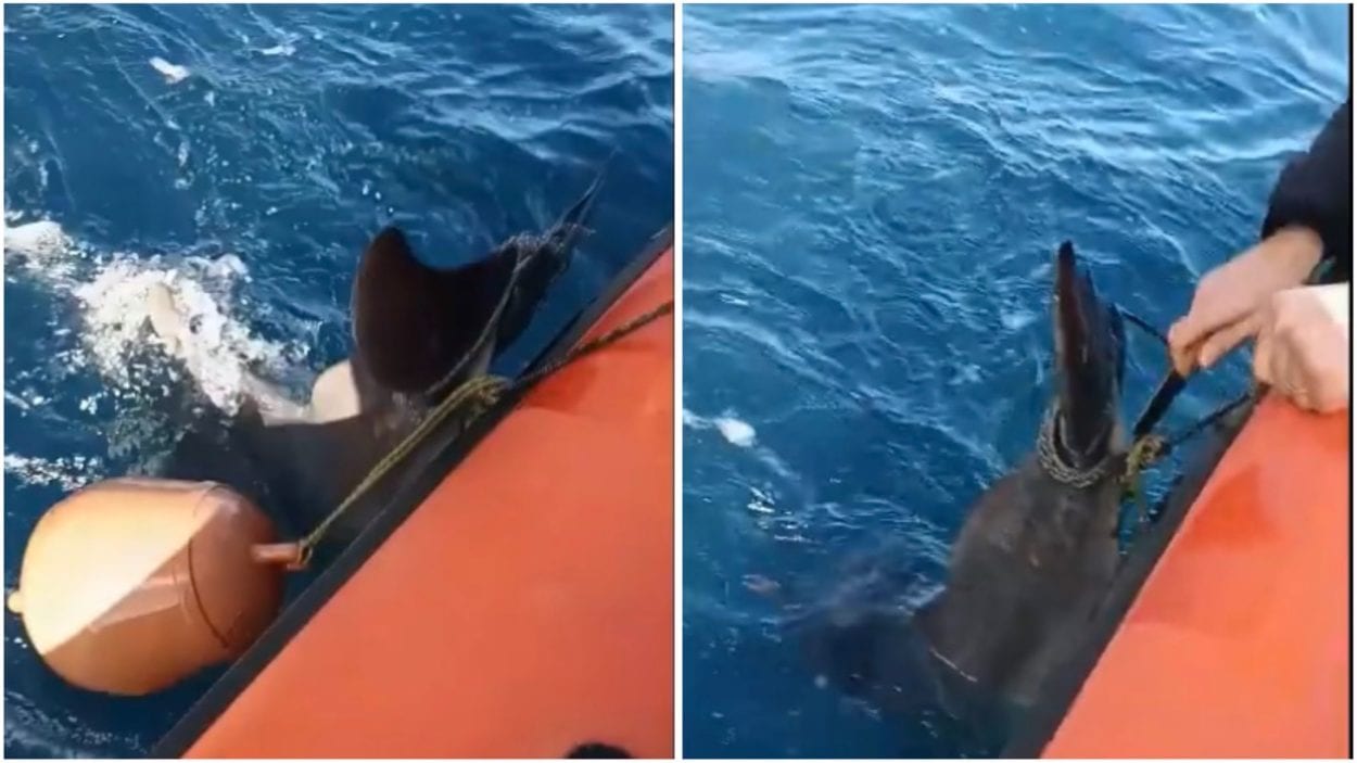 Cucciolo di delfino salvato dalla Guardia costiera di Castellammare del Golfo (VIDEO)