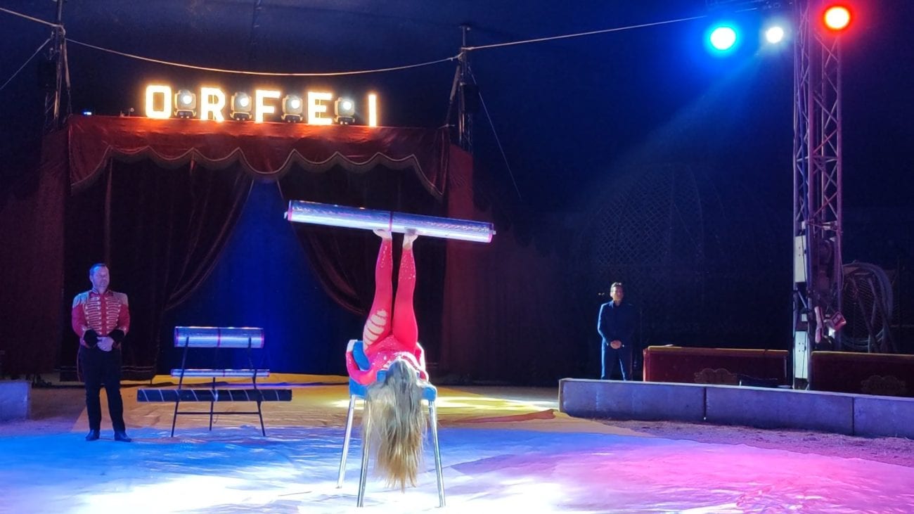 Arriva ad Alcamo il circo, spettacoli dal 30 gennaio. Tigri coccolate come bimbi
