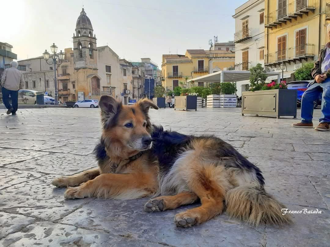 Morto Whisky il pastore tedesco che tutta la città di Carini amava (VIDEO)