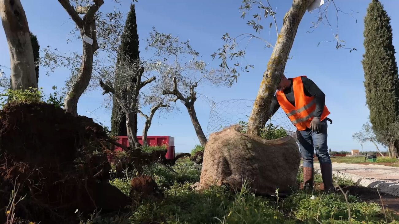 Stazione nuovo elettrodotto a Partanna, 1.700 ulivi alla coop. ‘Atria – Libera Terra’ (VIDEO)