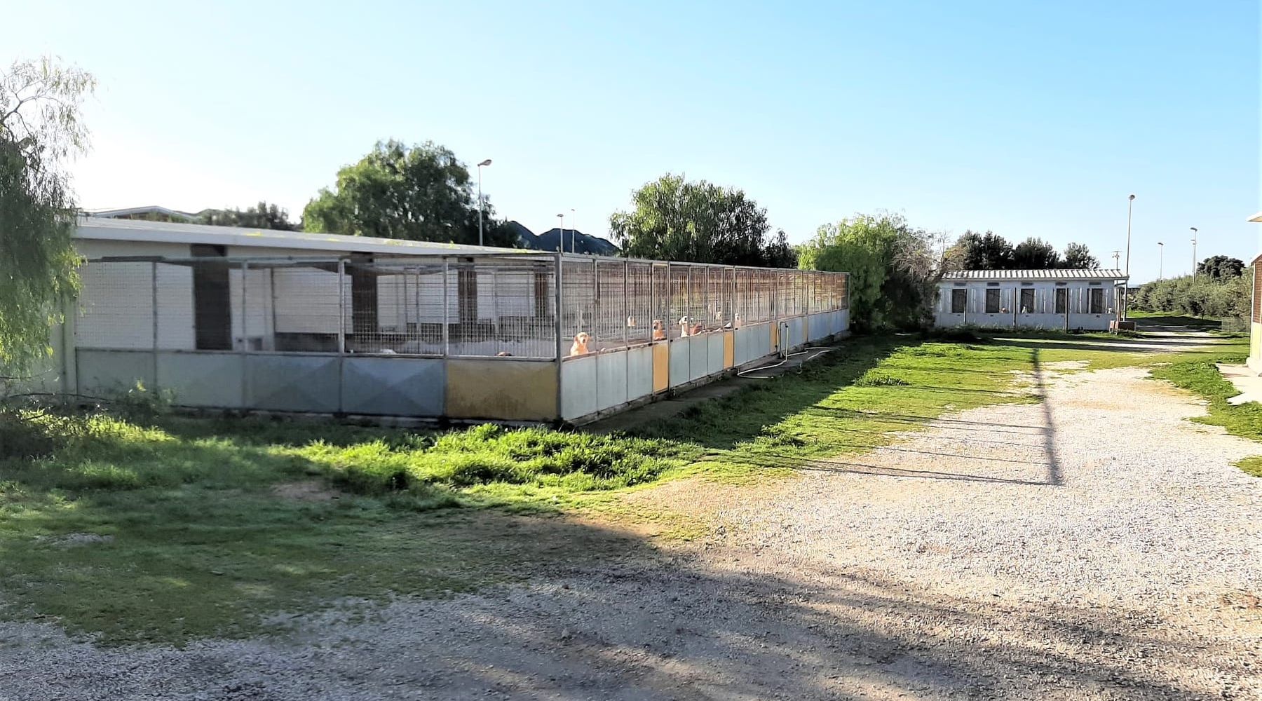 Canile comunale, crescono le sterilizzazioni e le adozioni a Marsala
