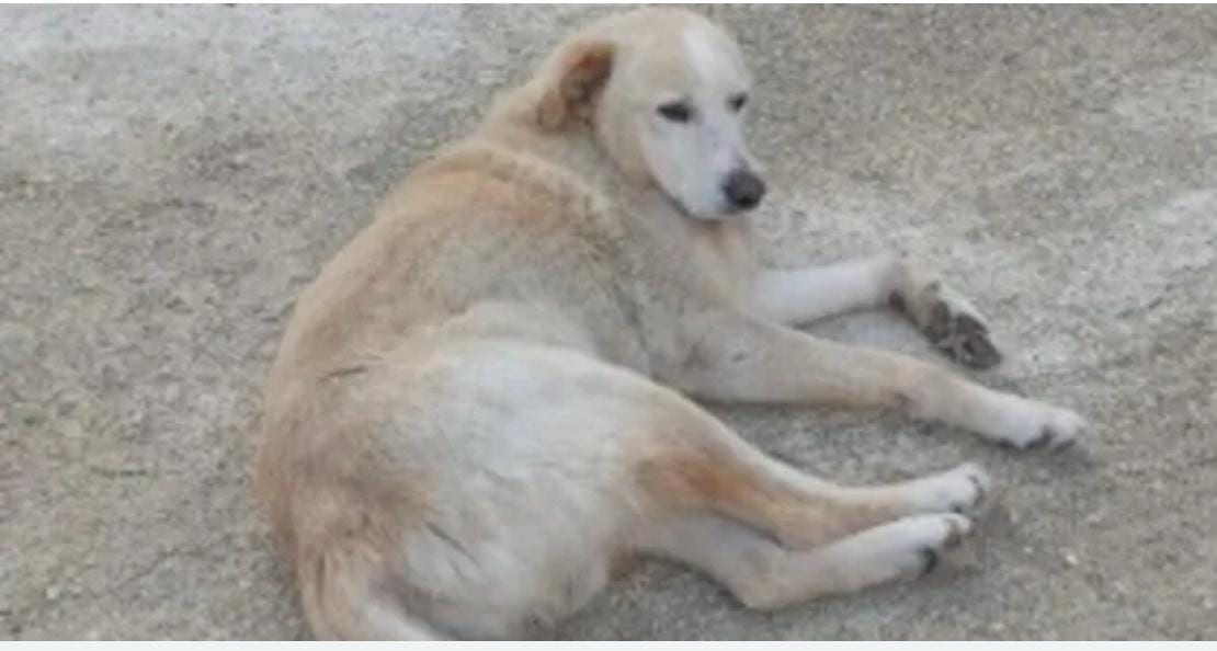 Torna a casa dopo 5 anni. Il cane Max salvato dal microchip.