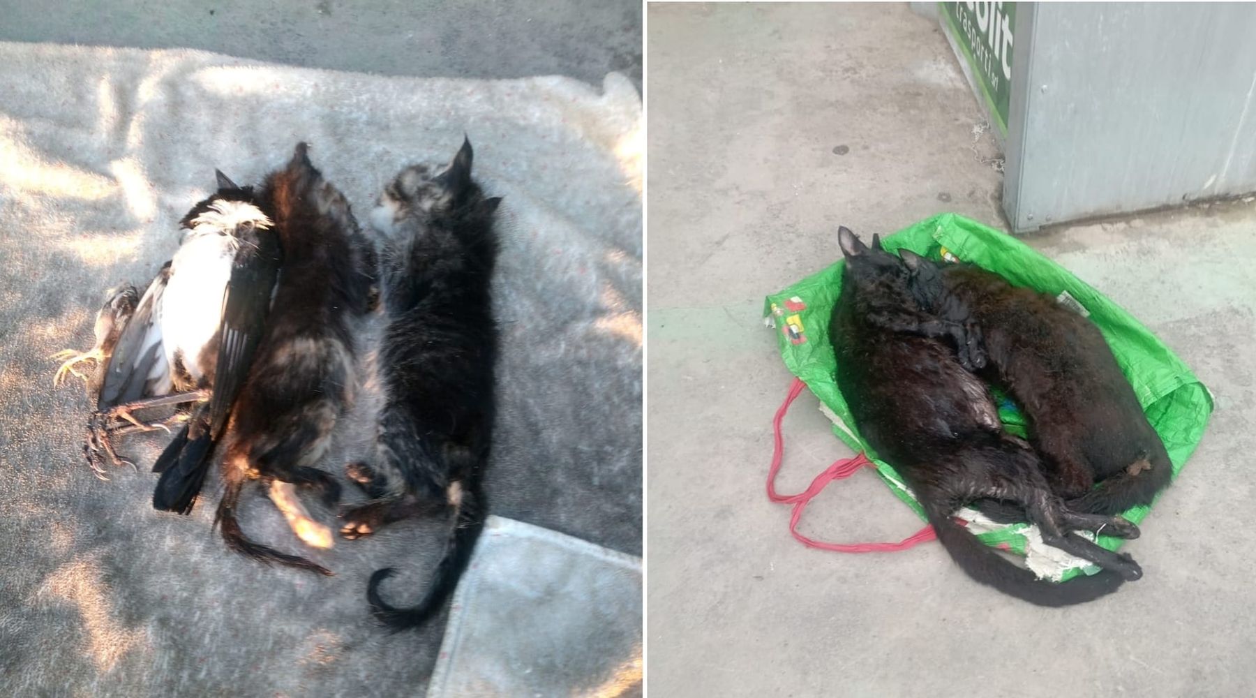 Carcasse di animali accumulate e lasciate in bella vista, denuncia di associazione animalista alcamese