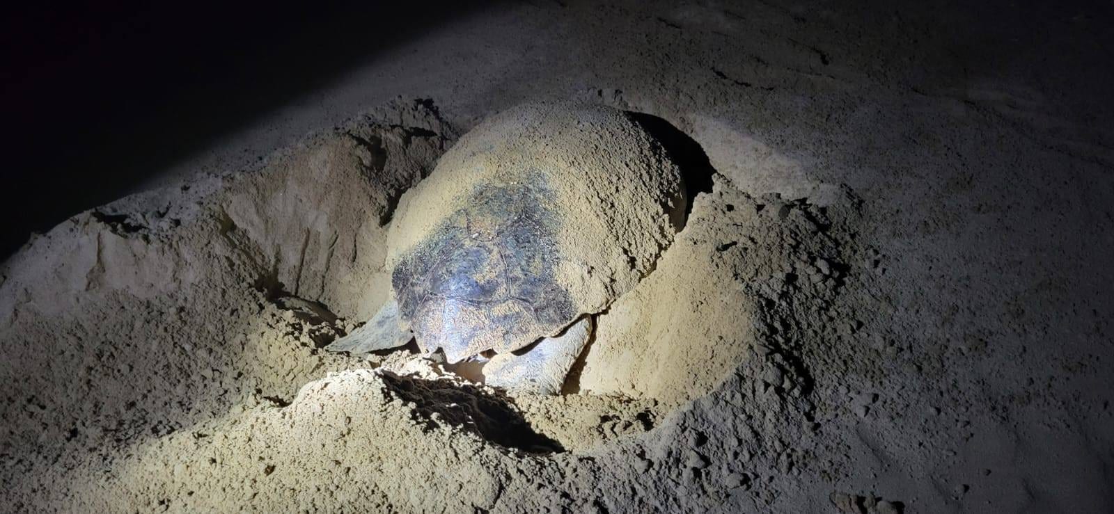Tartarughe marine, nido a Mondello, Capaci e Trapani, deposizione sulla costa
