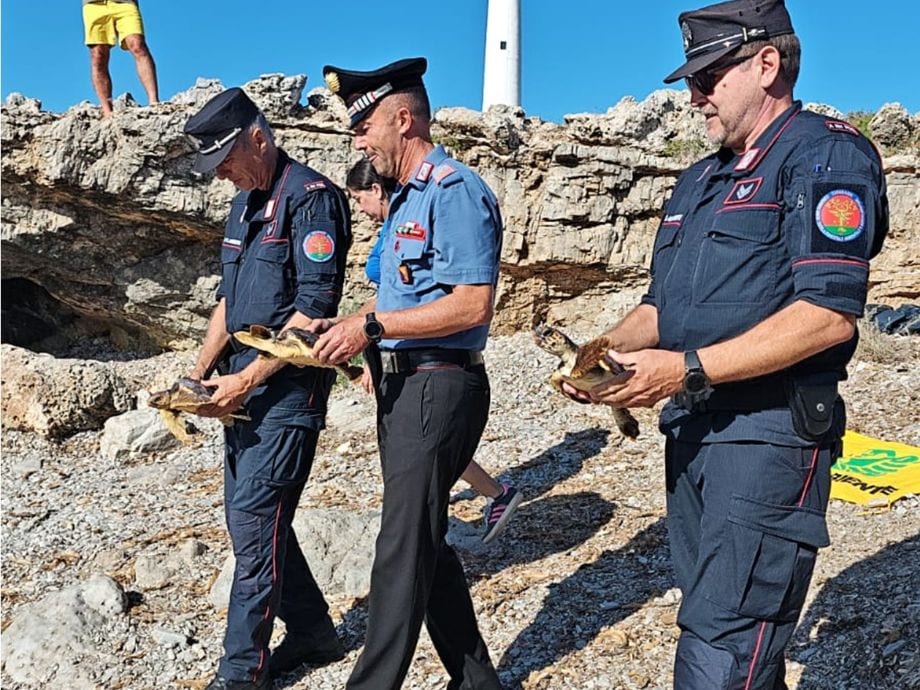 Isole Egadi. Tre tartarughe salvate dalla plastica tornano libere (VIDEO)
