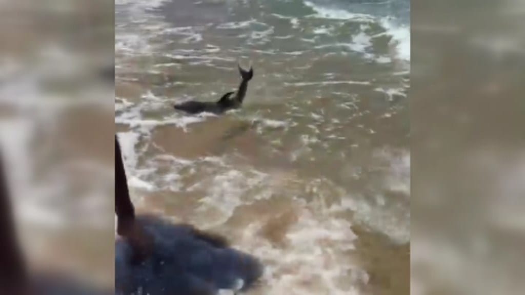 Cucciolo di delfino in difficoltà ad Alcamo Marina, salvato della Croce Rossa