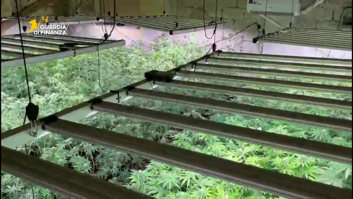 Scoperta a Bolognetta maxi coltivazione di marijuana, arrestato un incensurato