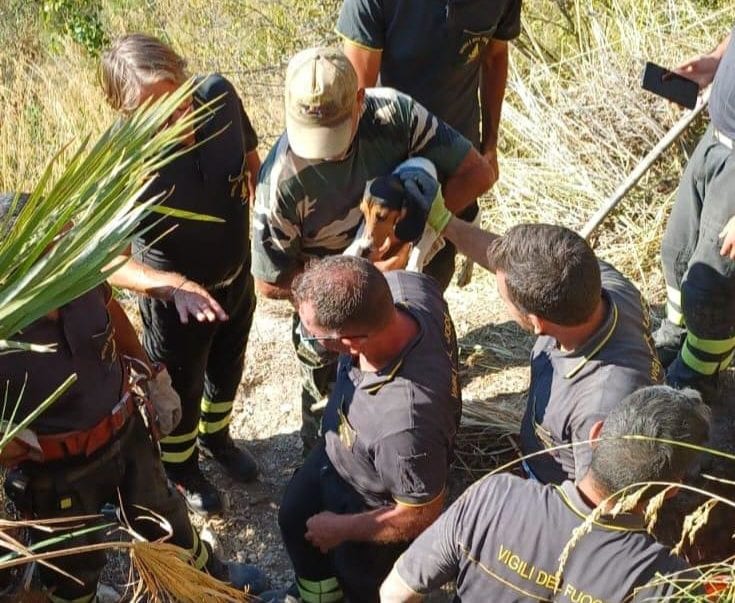 Cade in una tana, salvato a Castellammare dai V.V.F. un cane