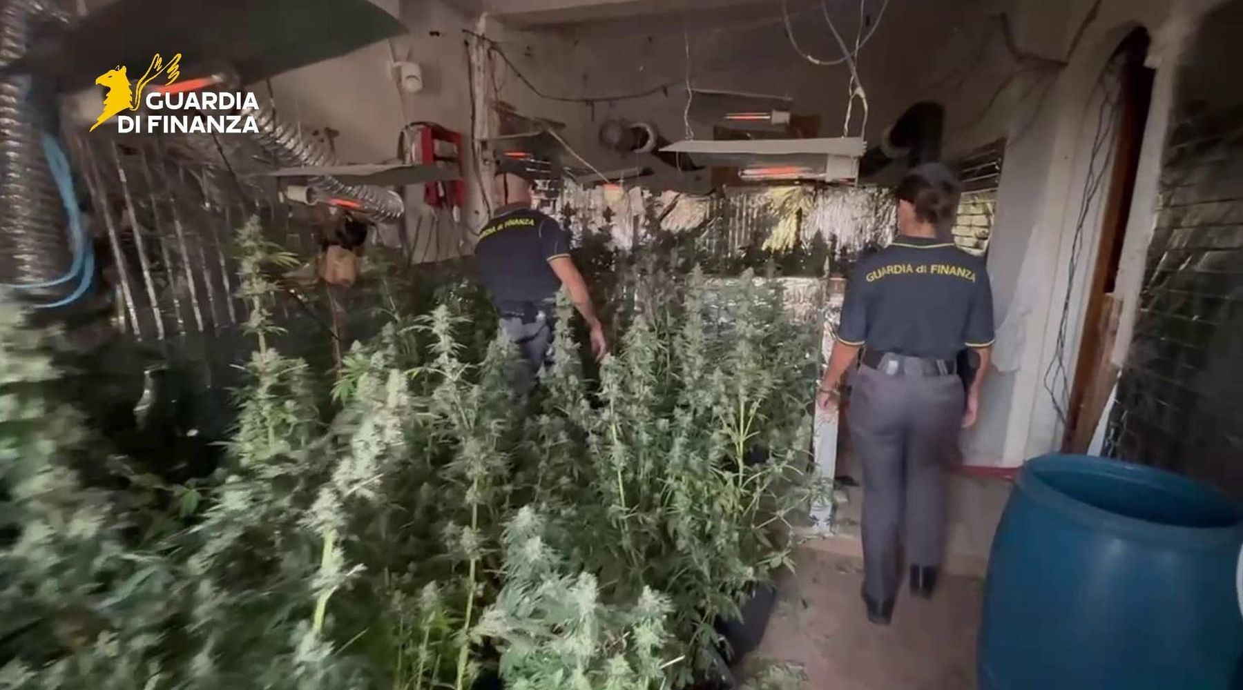 Scoperta a Bagheria piantagione di marijuana, sequestrati 34 chili