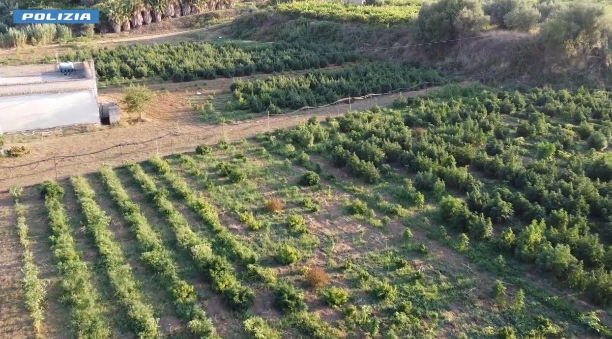 Marijuana ad alto contenuto di THC tra la light, giro d’affari da mezzo milione (VIDEO)