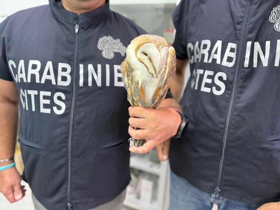 Controlli sulla caccia in provincia di Trapani, denunce, sequestri e un barbagianni salvato