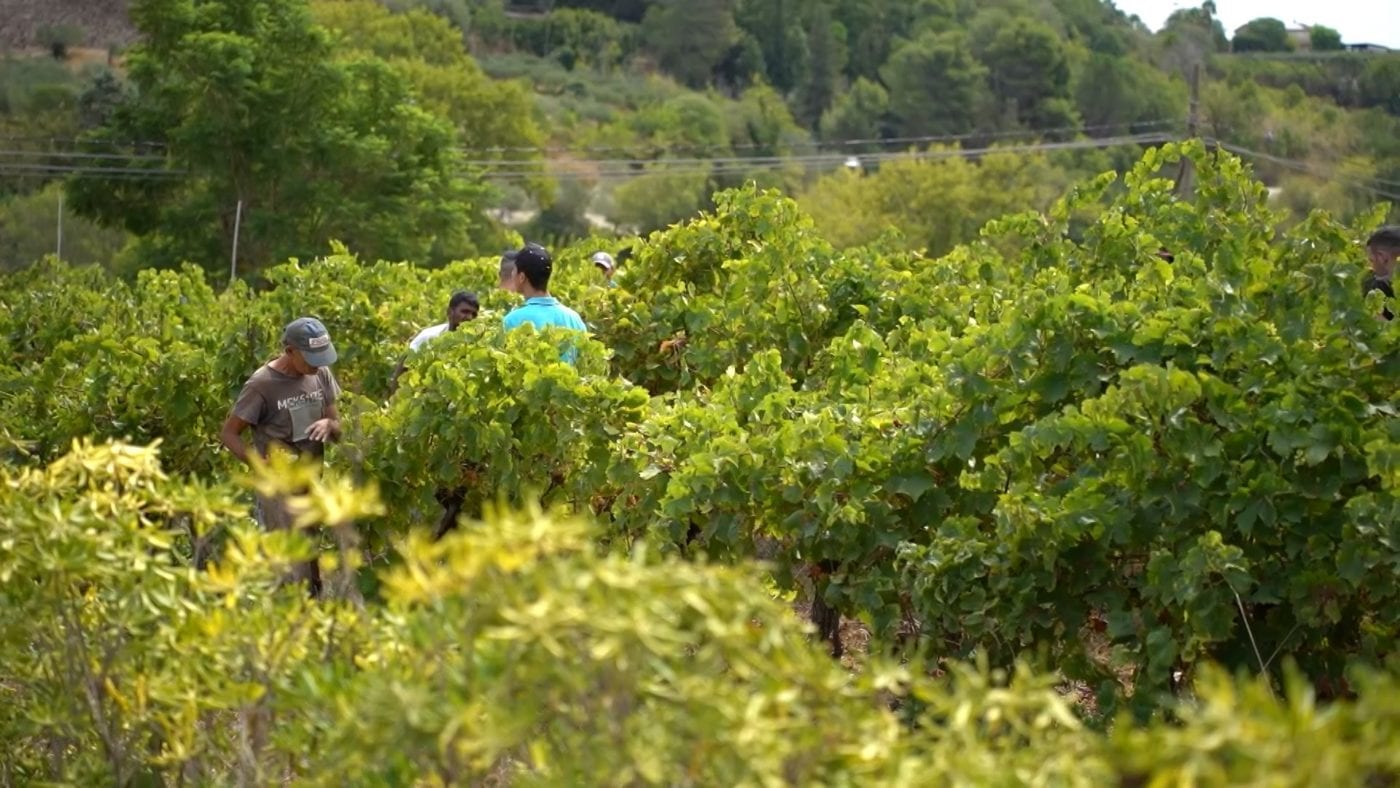 Vendemmia della legalità a Salemi, raccolti 25 quintali di uva nei vigneti confiscati (Interviste)