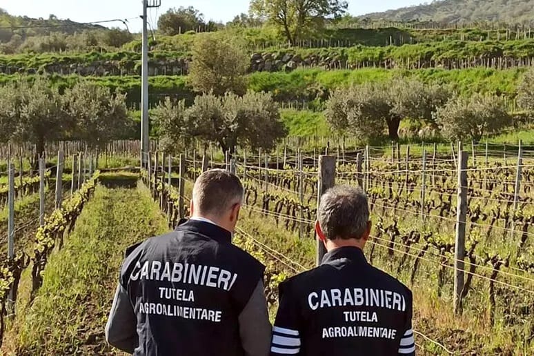 Smascherata maxi-frode del vino, falsificato lo “Zibibbo di Pantelleria Dop”