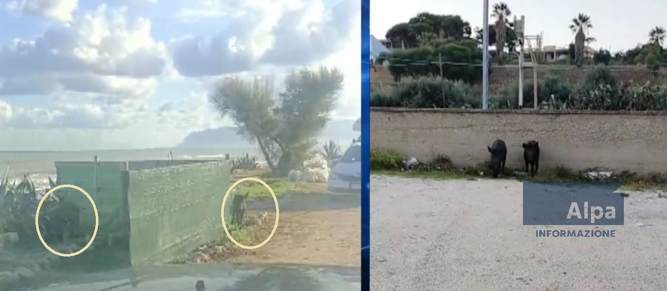 Cinghiali a spasso ad Alcamo Marina, in cerca di cibo tra i rifiuti