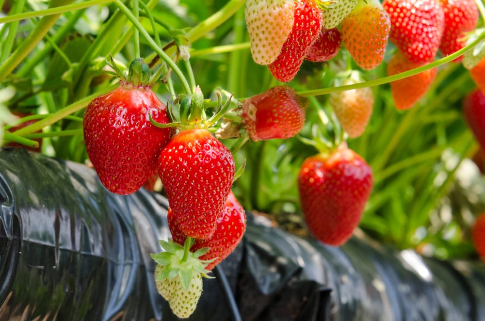 Furto di fragole da €2.800 sventato a Petrosino. Due ladri colti sul fatto