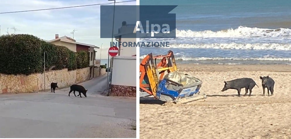 Due cinghiali ad Alcamo Marina, non temono auto e cercano cibo tra le case