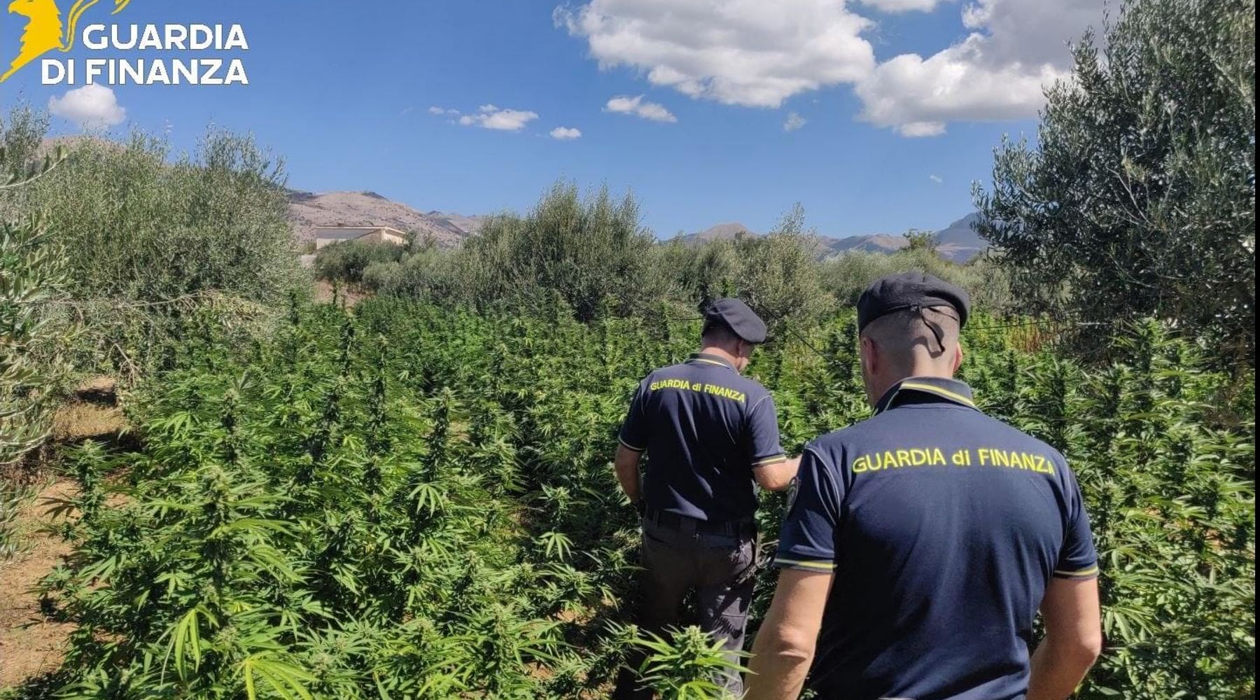 Maxi sequestro a Partinico, 3 milioni di marijuana nascosti in un uliveto