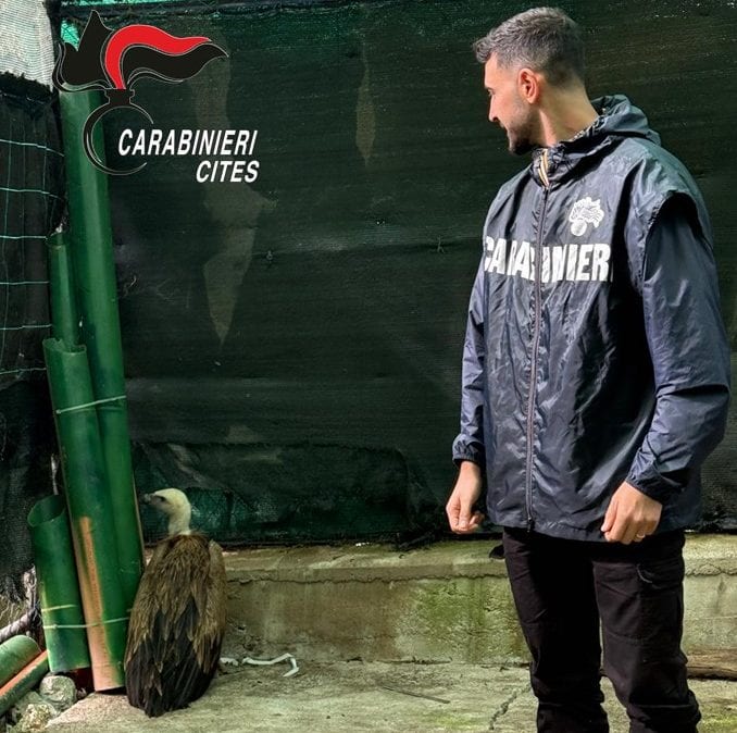 Carabinieri forestali salvano un giovane grifone a Marsala, sospetto avvelenamento