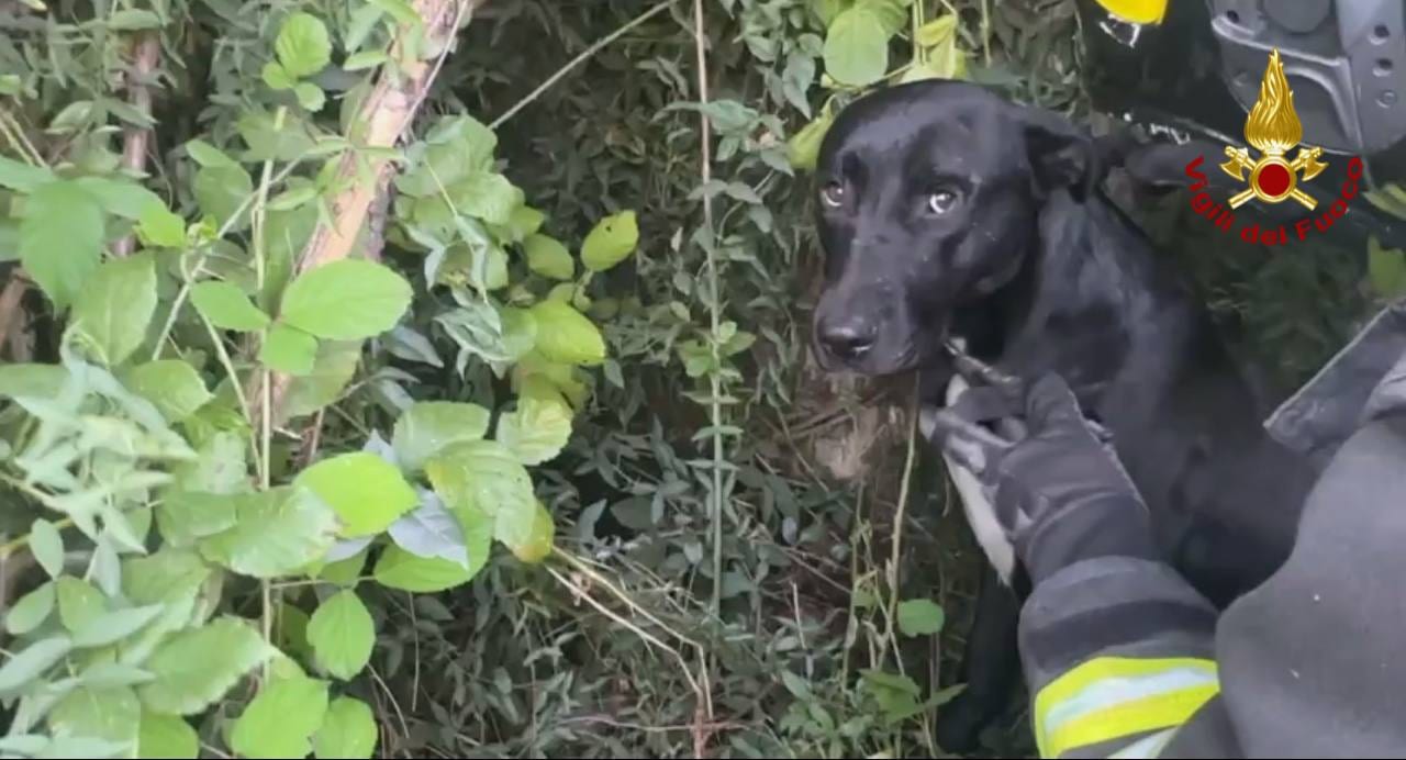 Palermo, cane intrappolato nei rovi. Intervengono i Vigili del Fuoco
